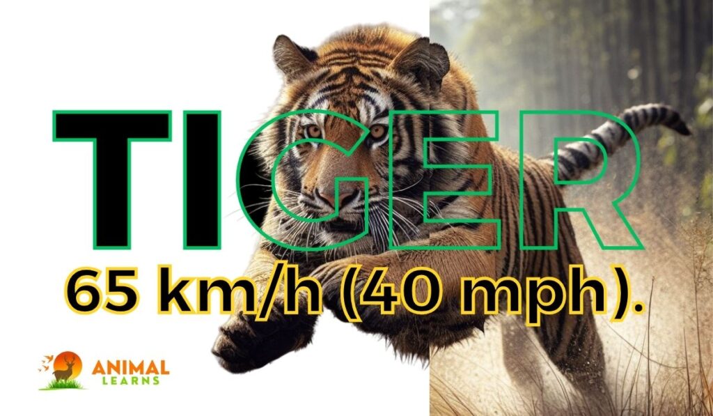 How Fast Do Tigers Run
