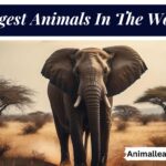 Largest Animals