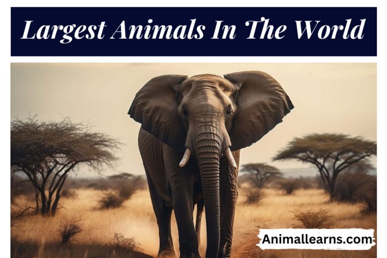 Top 10 Largest Animals In The World