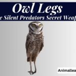 Owl Legs