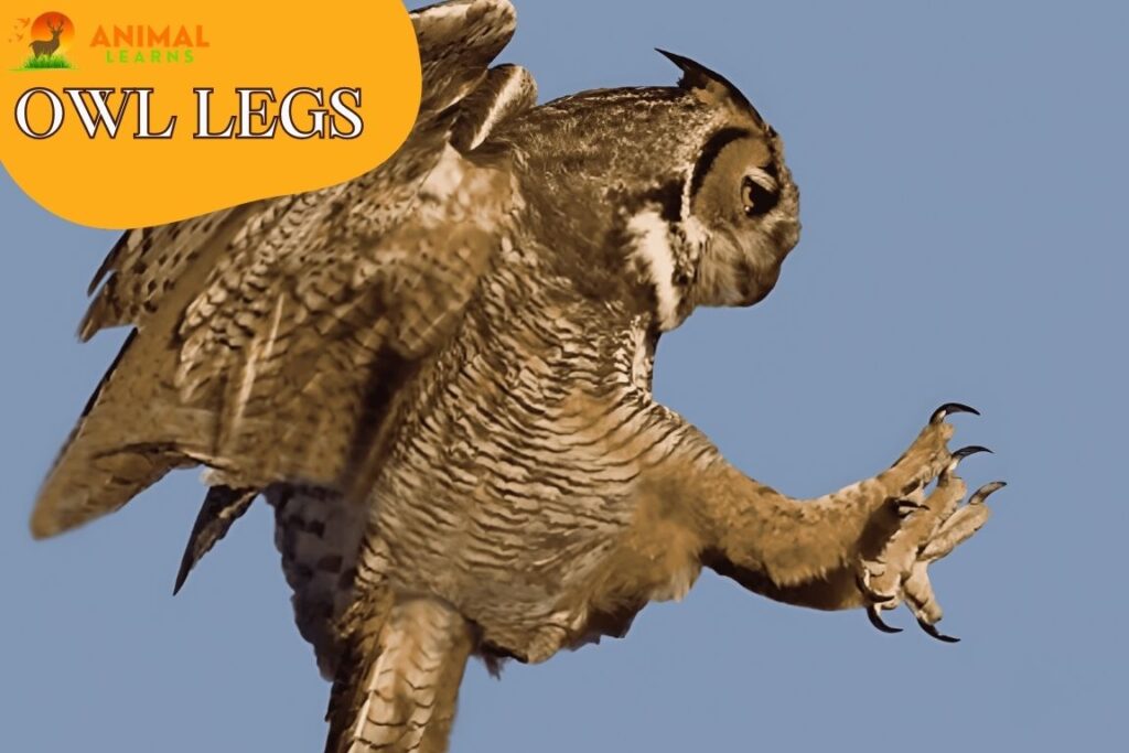Owl Legs The Silent Predators Secret Weapon