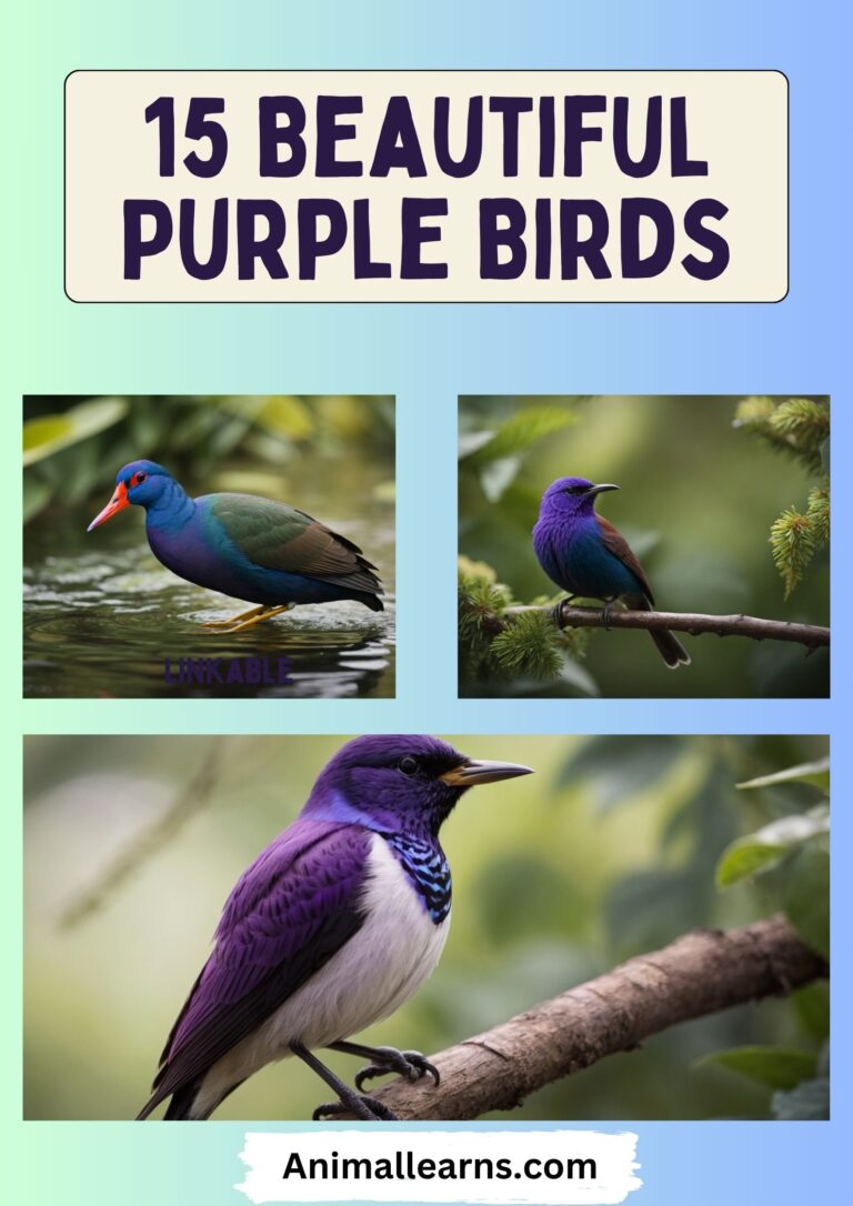 15 Beautiful Purple Birds: Nature’s Colorful Wonders
