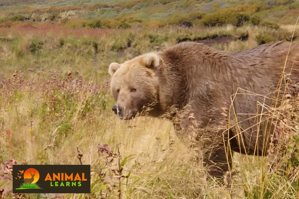 The Enigmatic Lives of Brown Bears From Locomotion to Reproduction