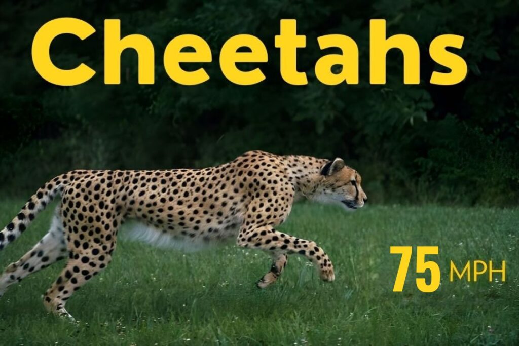 The Need for Speed Cheetahs in Action
