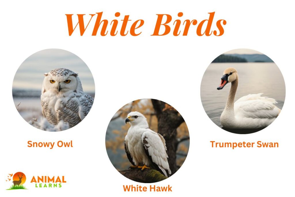 Top 20 White Birds Nature's Graceful Angels