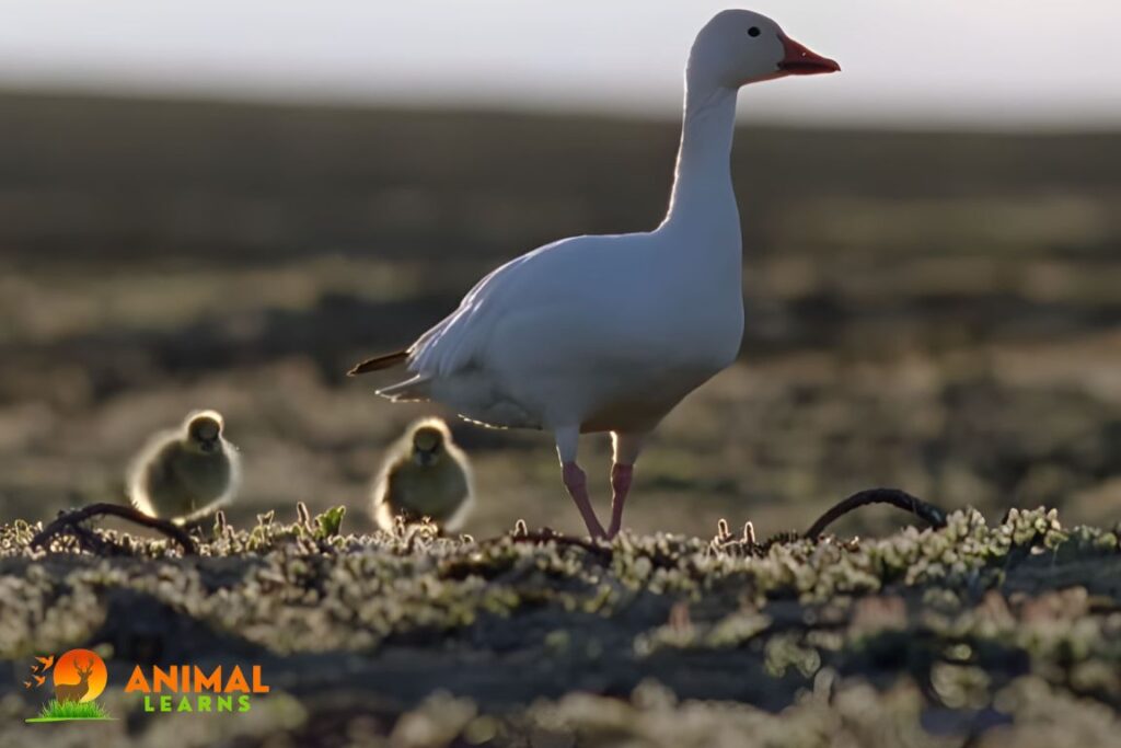 How Long Do Baby Geese Stay with Their Parents?