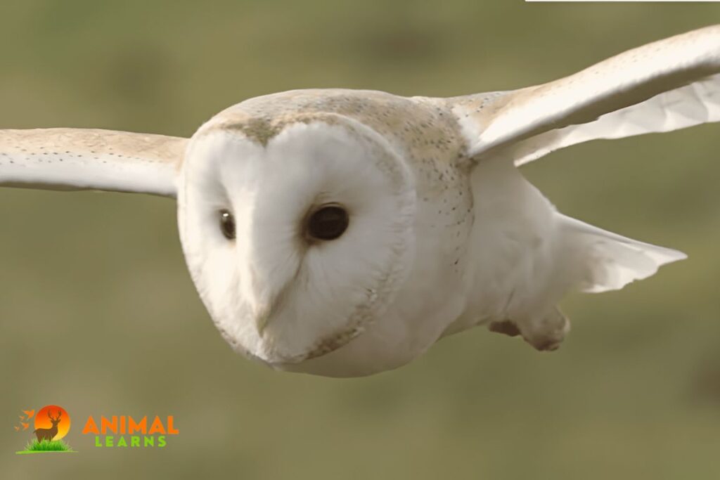 Do Owl Long Legs Good For Flying?