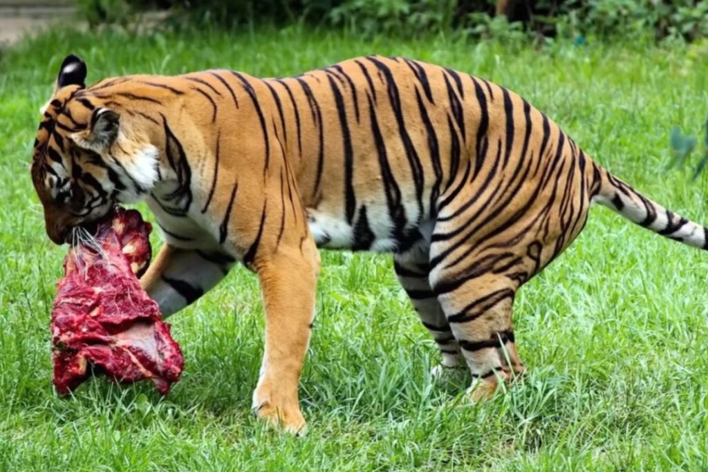 What Do Tigers Eat