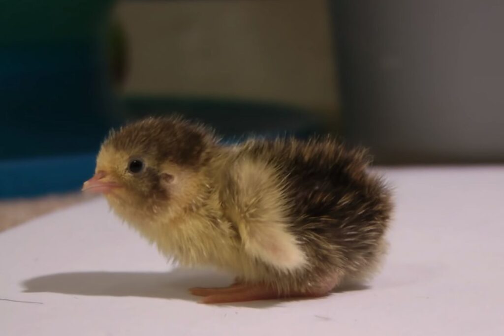 What Does a Baby Quail Look Like