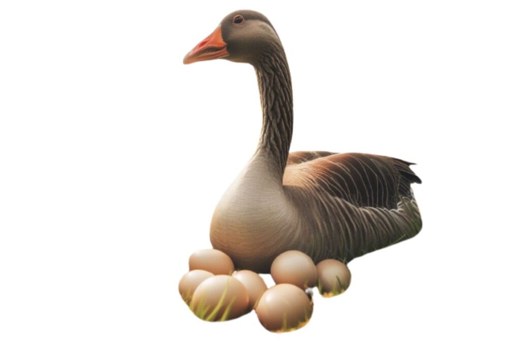When Do Geese Lay Eggs