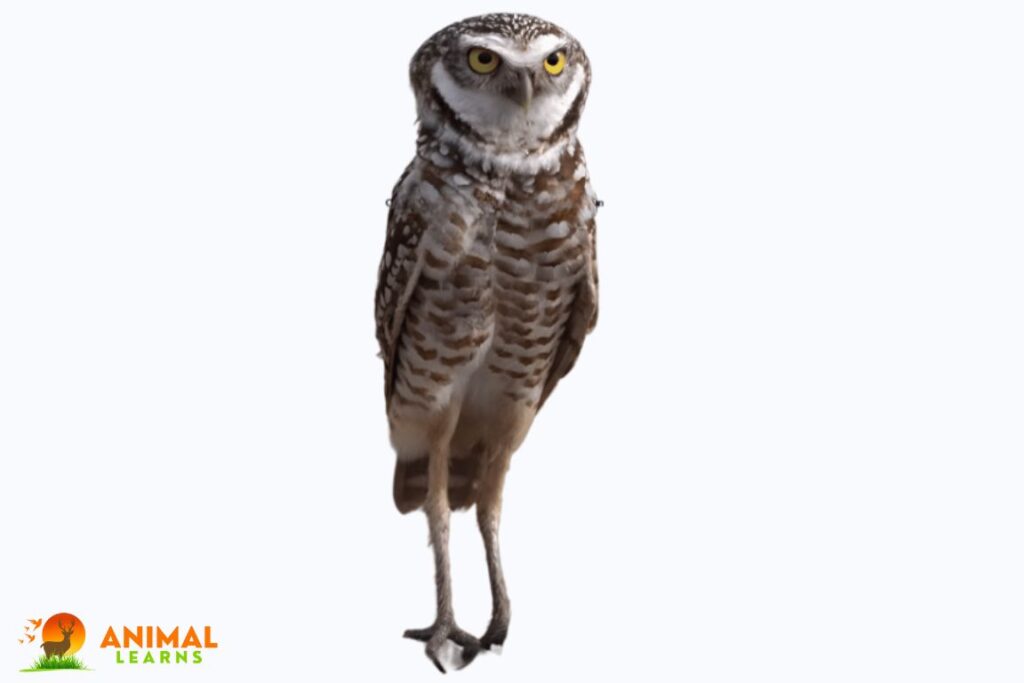 Why Owl Legs Are Very Thin