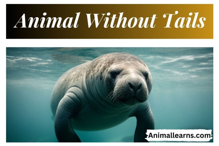 Top 10 Amazing Animal Without Tails