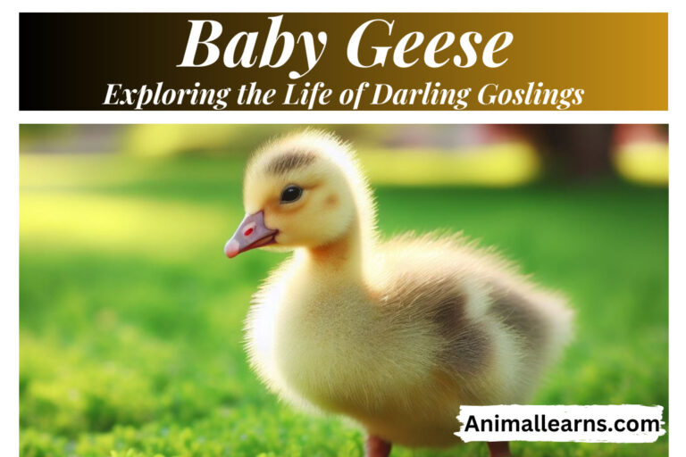 Baby Geese: Exploring the Life of Darling Goslings