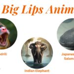 big lips animal