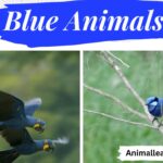 blue animals