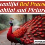 red peacock