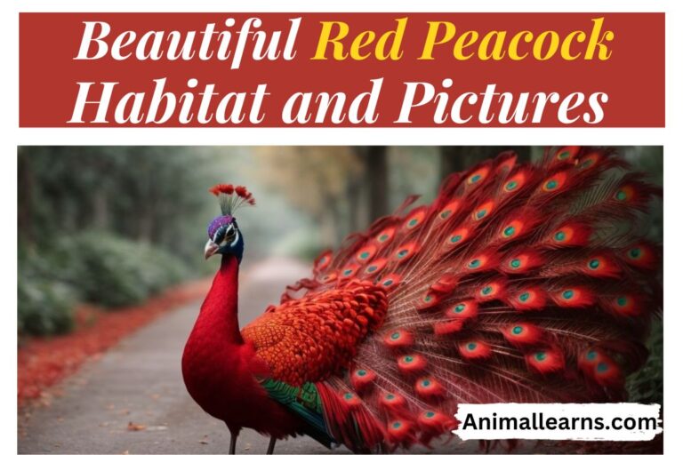 Beautiful Red Peacock Habitat and Pictures