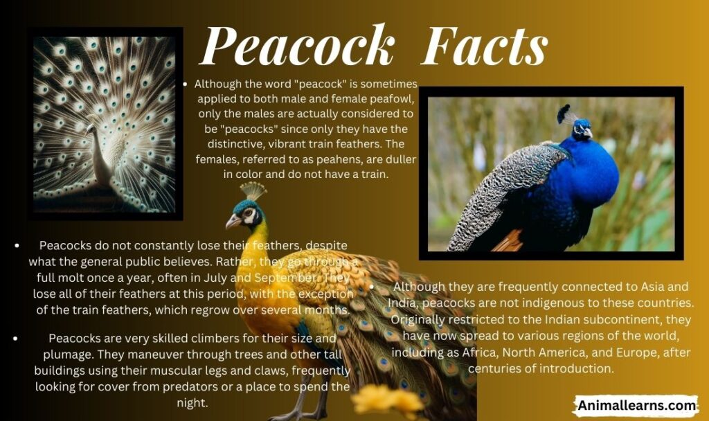 5 Colorful Peacock Facts