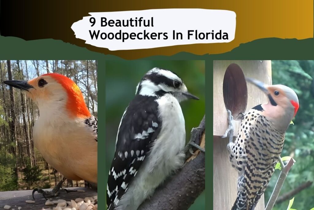 9 Beautiful Woodpeckers In Florida - Animallearns