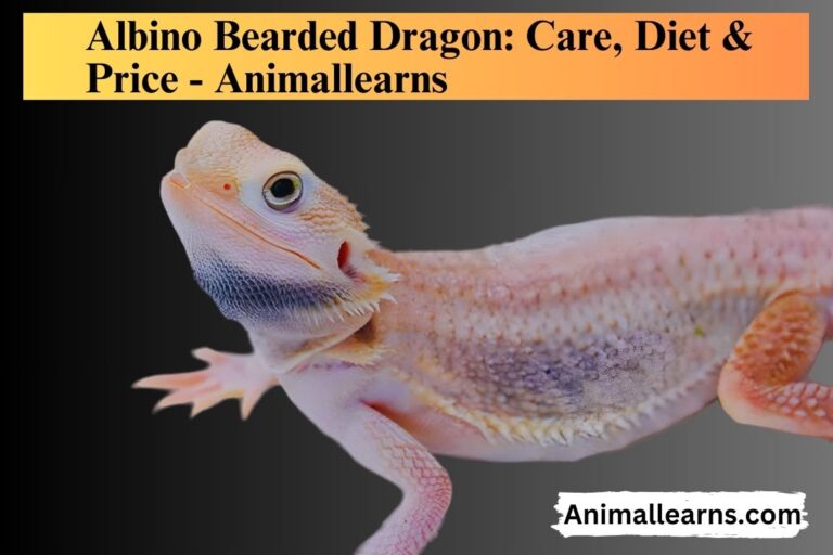 Albino Bearded Dragon: Care, Diet, Price – Animallearns