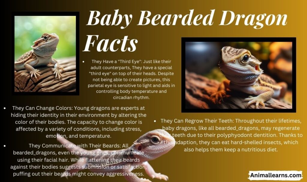 Amazing Baby Bearded Dragon Facts