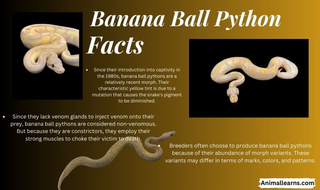 Amazing Banana Ball Python Facts