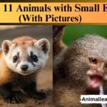 Animals with Small Ears