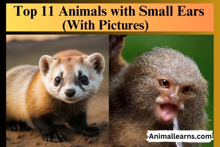 11 Examples of Animals with Small Ears (With Pictures)