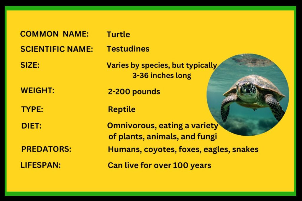 Are Turtles Reptiles or Amphibians
