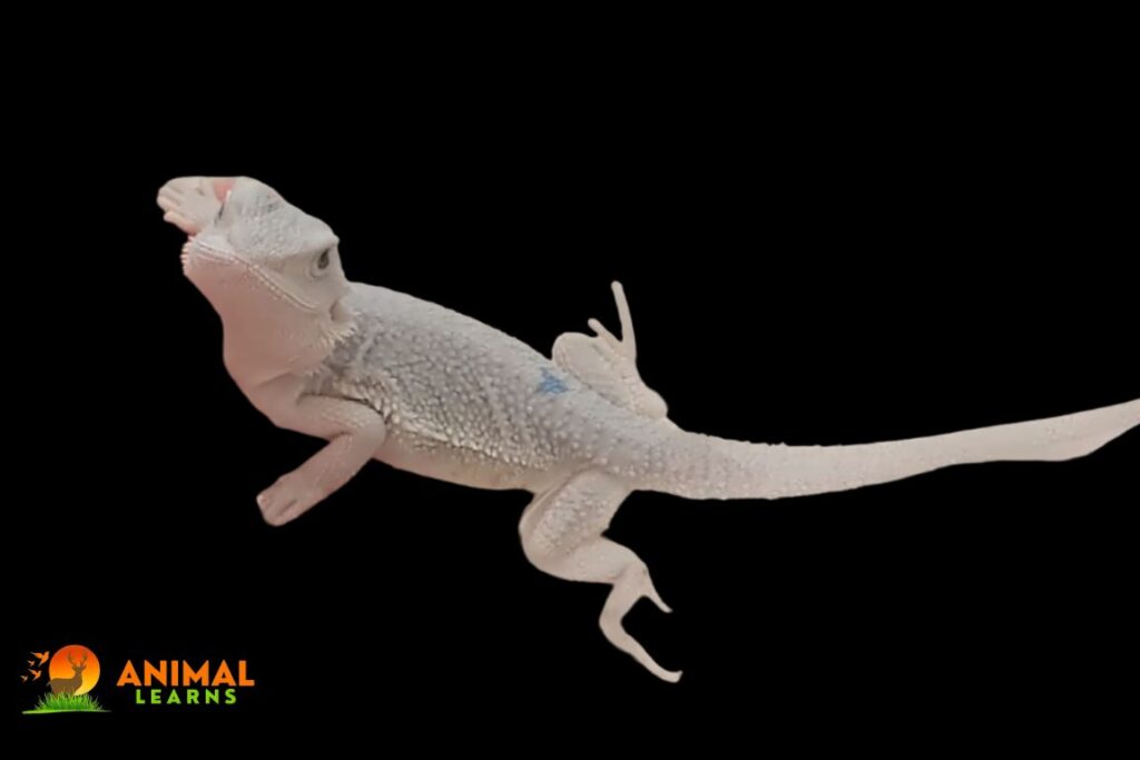 Are white bearded dragons albinos