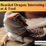 Baby Bearded Dragon