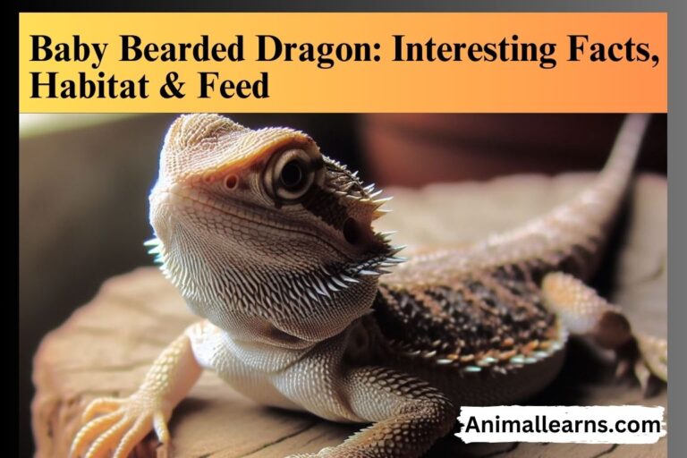 Baby Bearded Dragon: Facts, Habitat – Animallearns