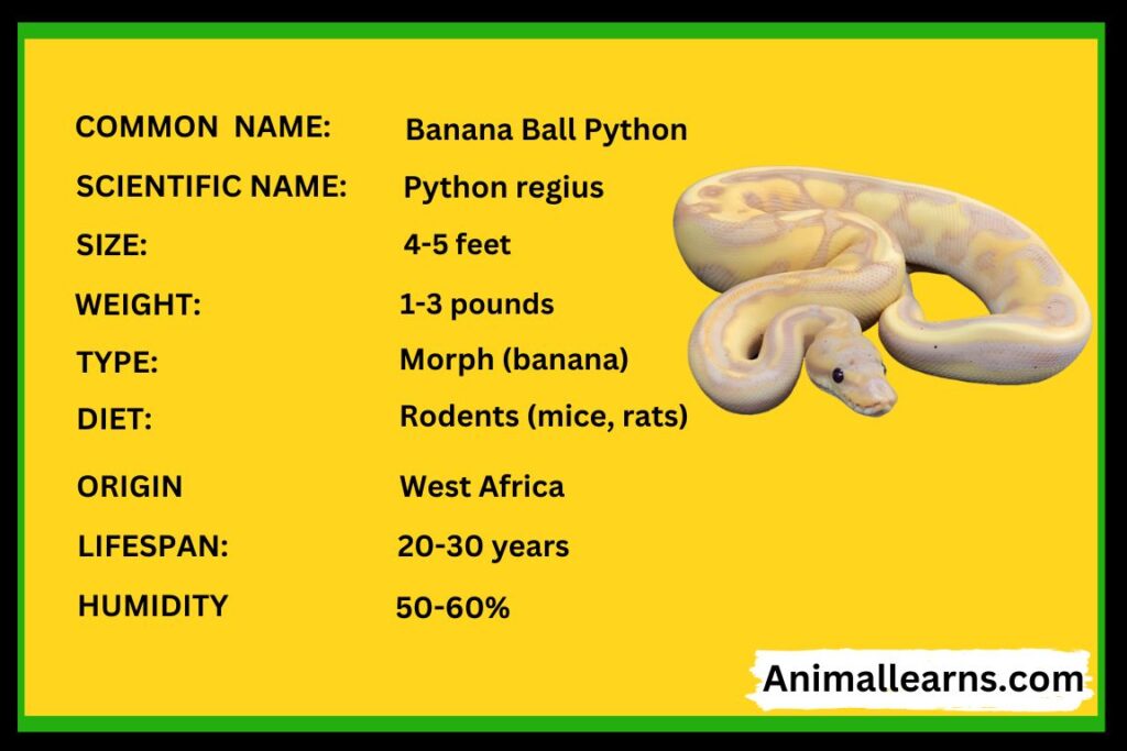 Banana Ball Python Facts, Care, Diet & Price - Animallearns