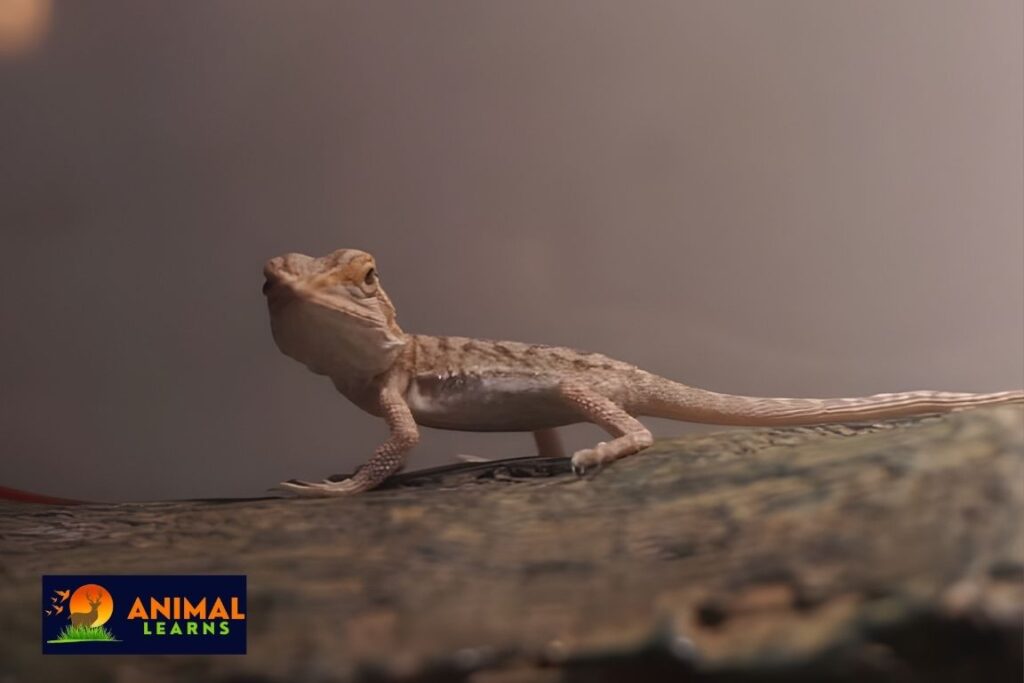 Bearded Dragon Hatchlings Have Three Eyes