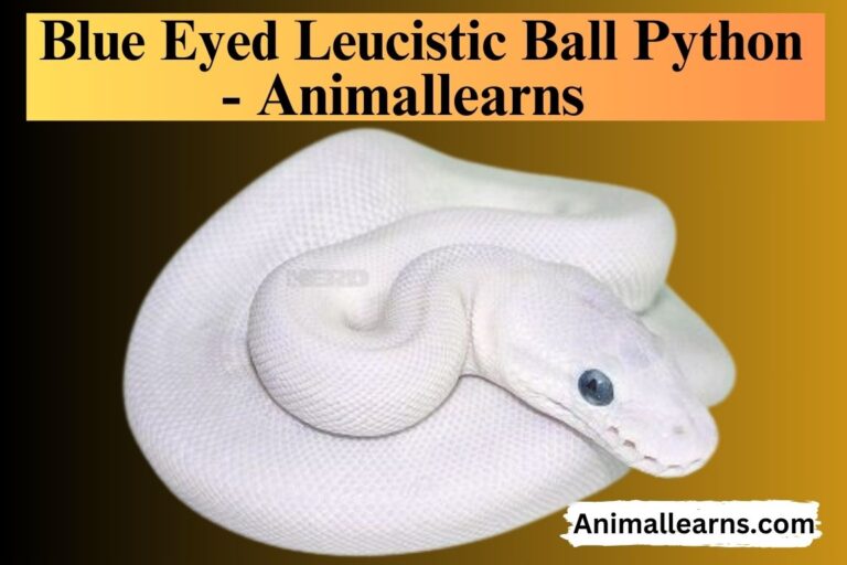 Blue Eyed Leucistic Ball Python: BEL Morph Care Sheet