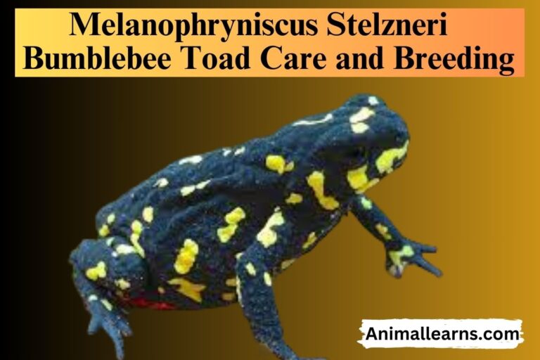 Bumblebee Toad Care and Breeding – Animallearns