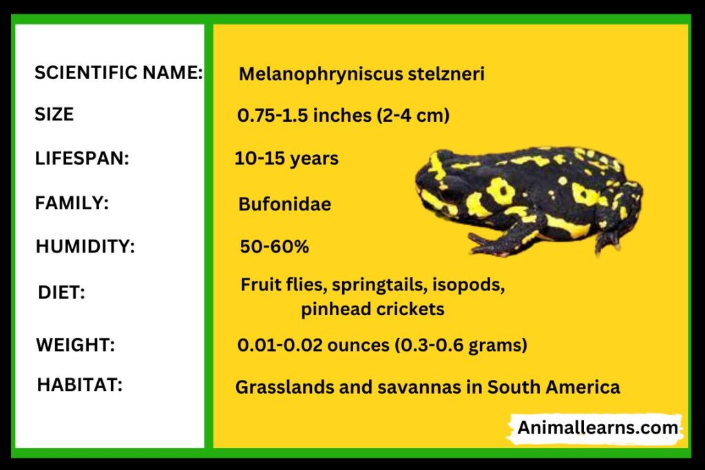 Bumblebee Toad Care and Breeding - Animallearns