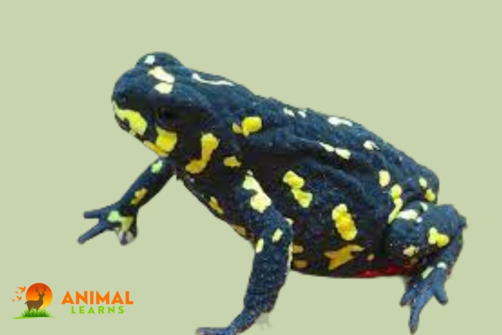 Bumblebee Toad Size