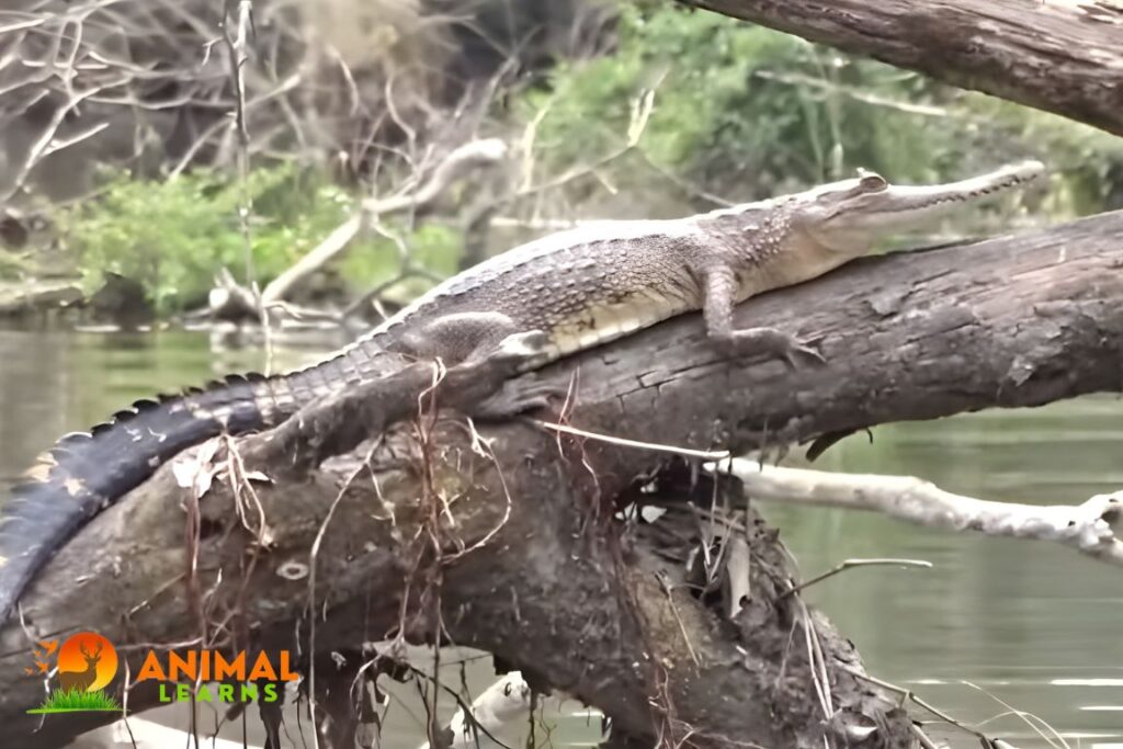 Can Alligators Climb Trees