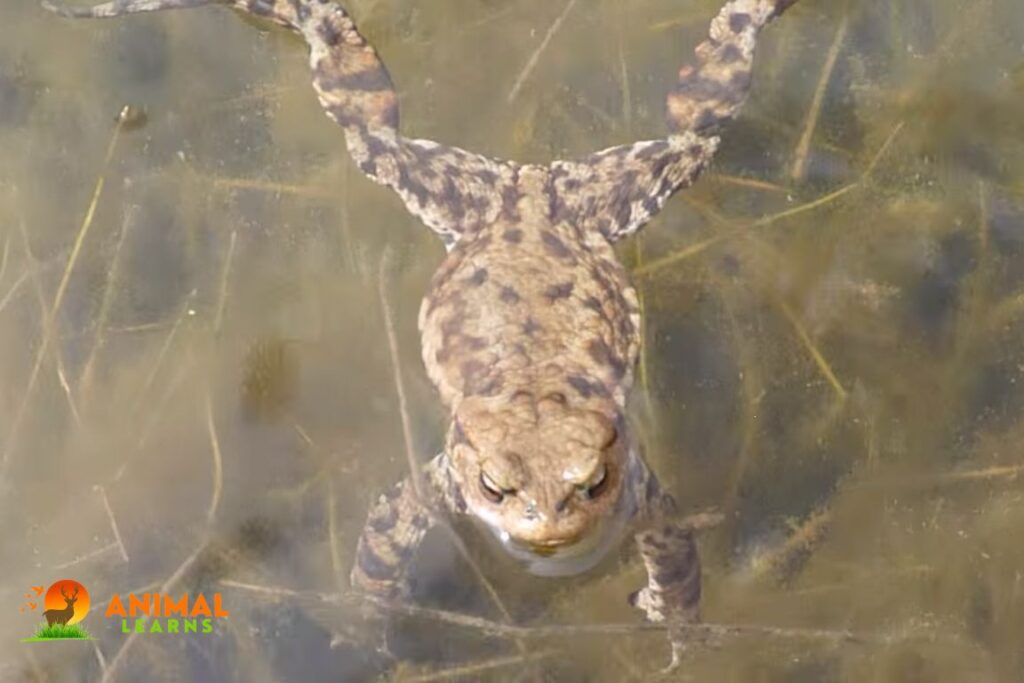 Can Toads Swim Toads and Frogs - Animallearns