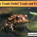 Can toads swim