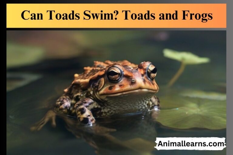 Can Toads Swim? Toads and Frogs – Animallearns