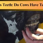 Cows Teeth
