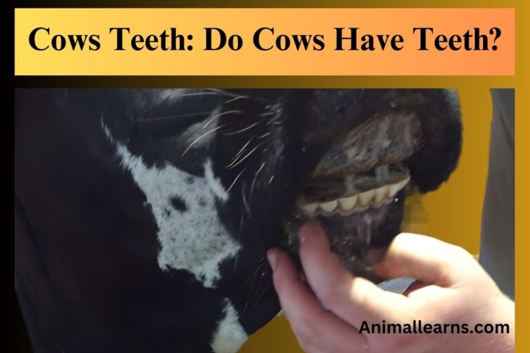 Cows Teeth: Do Cows Have Teeth? – Animallearns