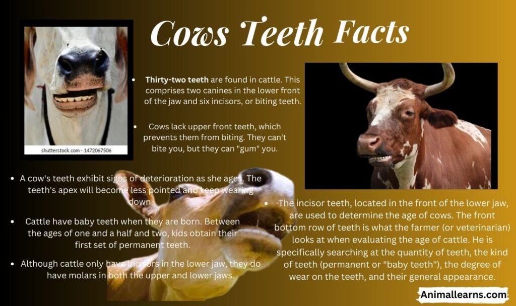 Cows Teeth Facts