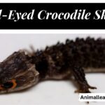 Crocodile Skink