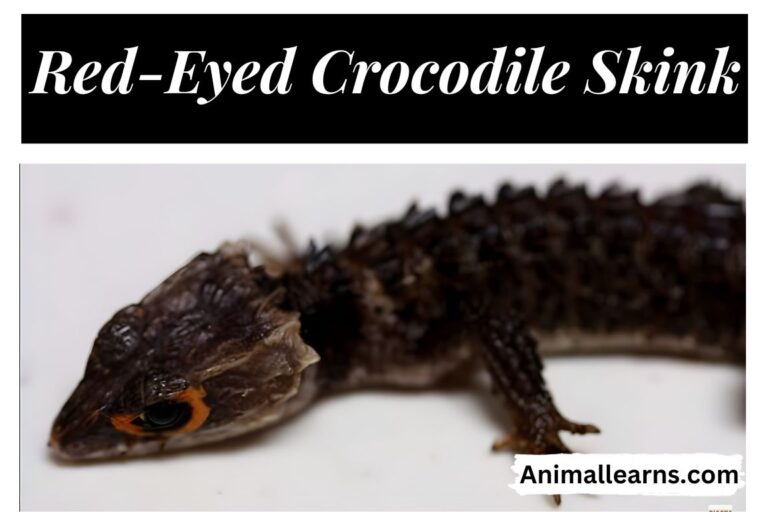 Red-Eyed Crocodile Skink Care, Diet & Habitat