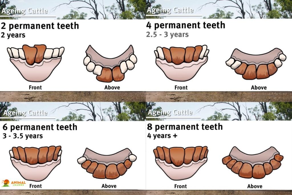 Determining A Cow’s Age From Teeth