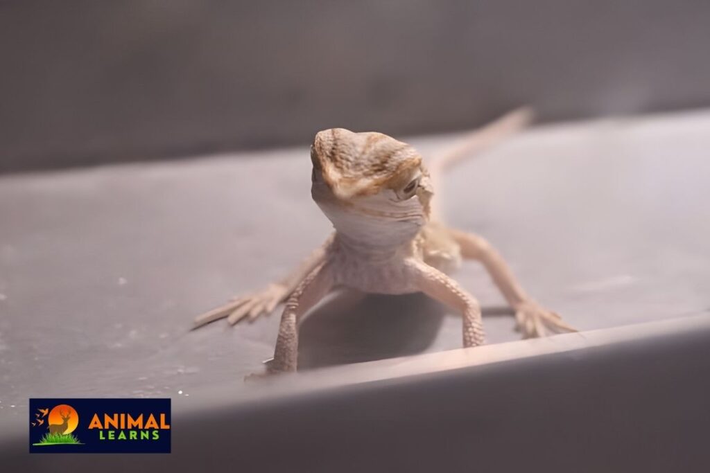 Did You Know Baby Bearded Dragons are Called Hatchlings