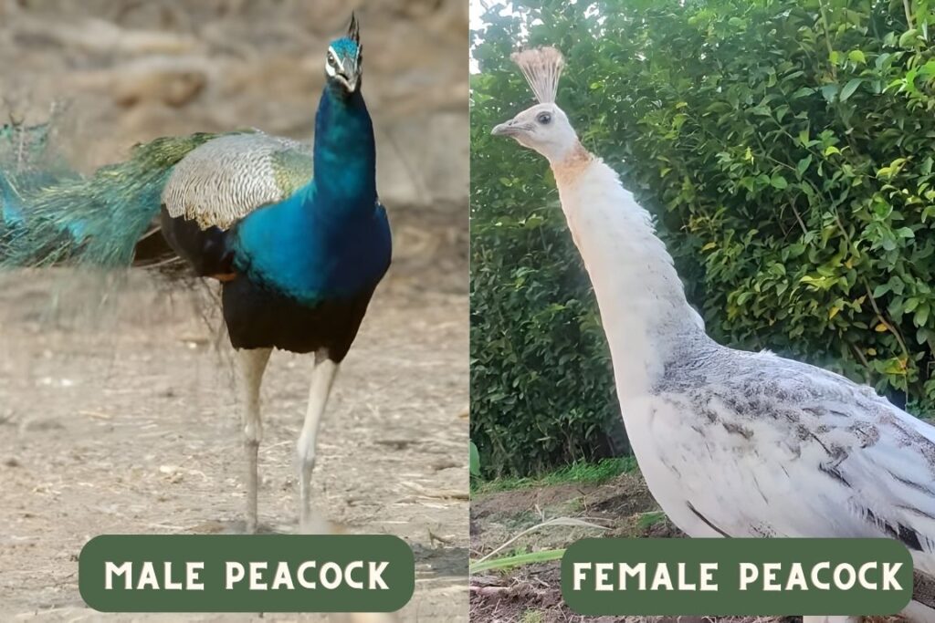 Differentiating Between Peafowl Male and Female
